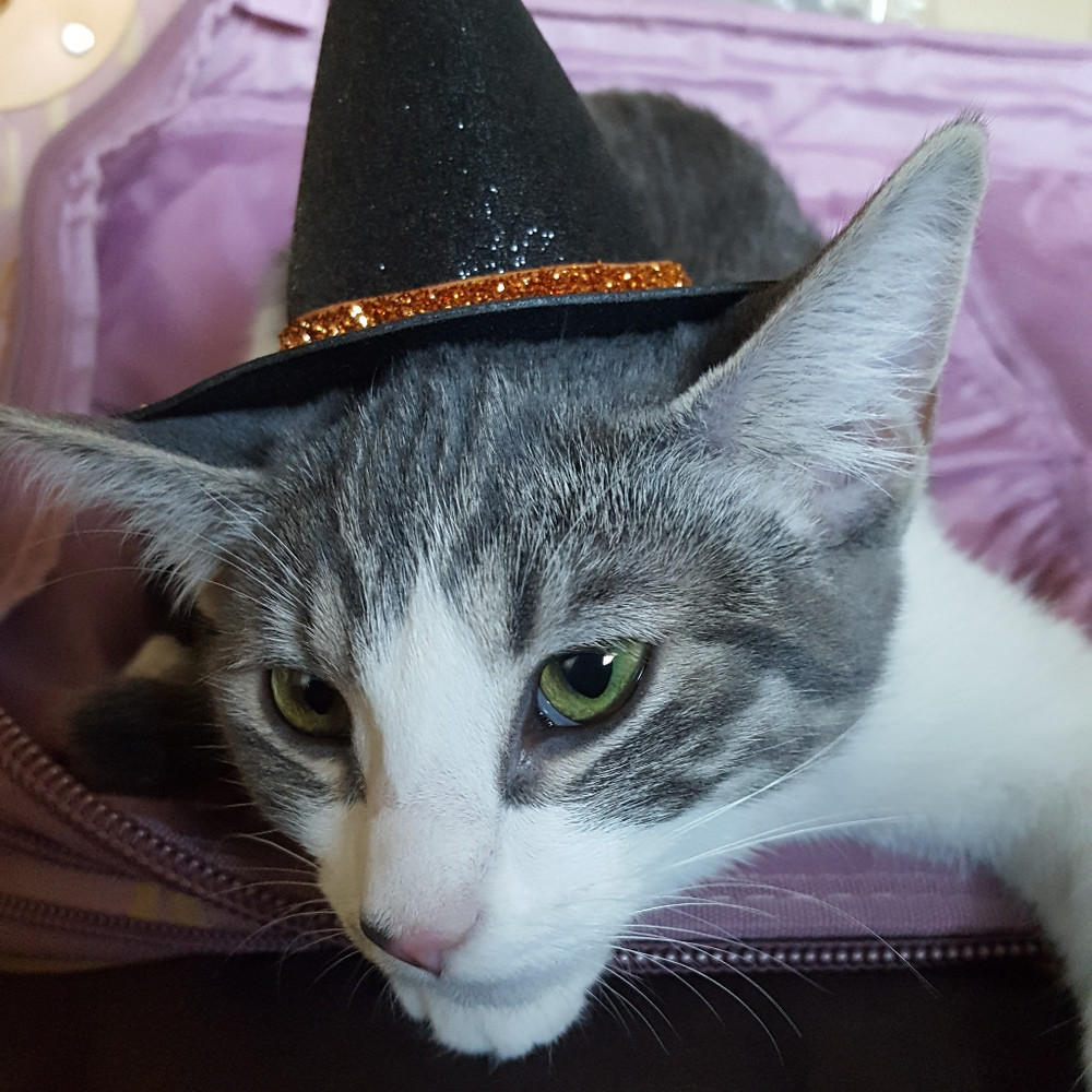 Meet your Posher, Posh